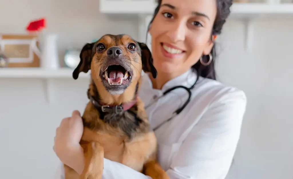 Leishmaniose Canina: Perguntas Comuns que os Veterinários Mais Recebem