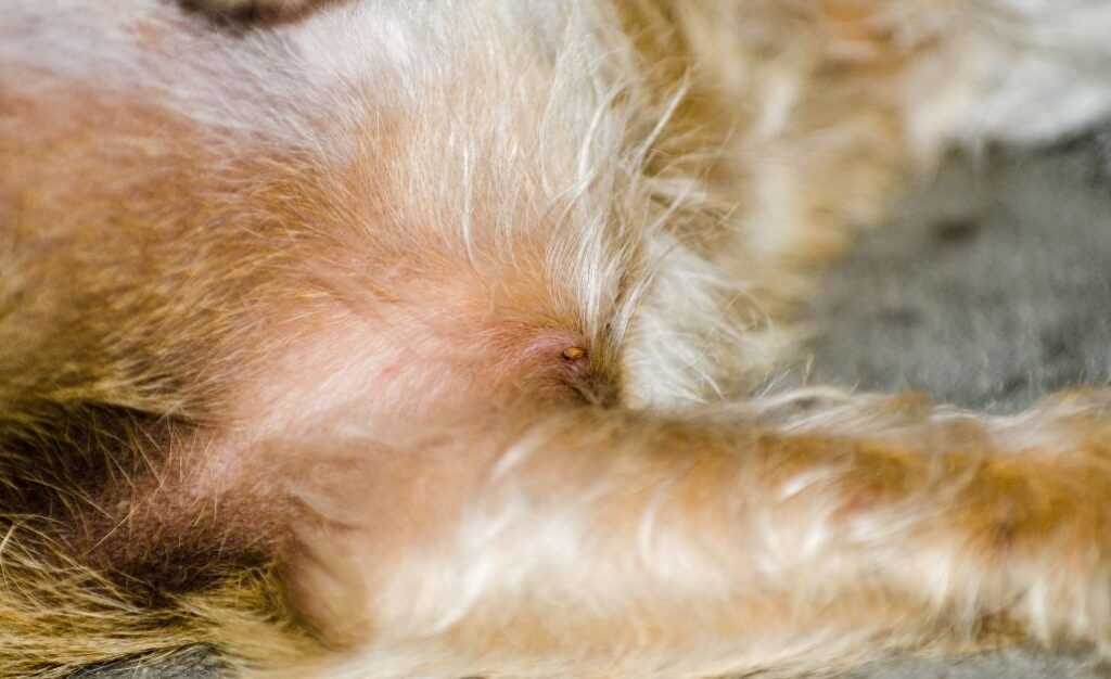 Carrapatos em cães: qual a aparência, como identificar e proteger seu animal