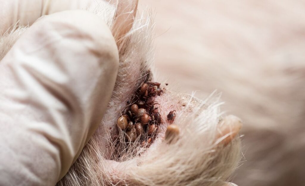 Carrapatos em cães: qual a aparência, como identificar e proteger seu animal