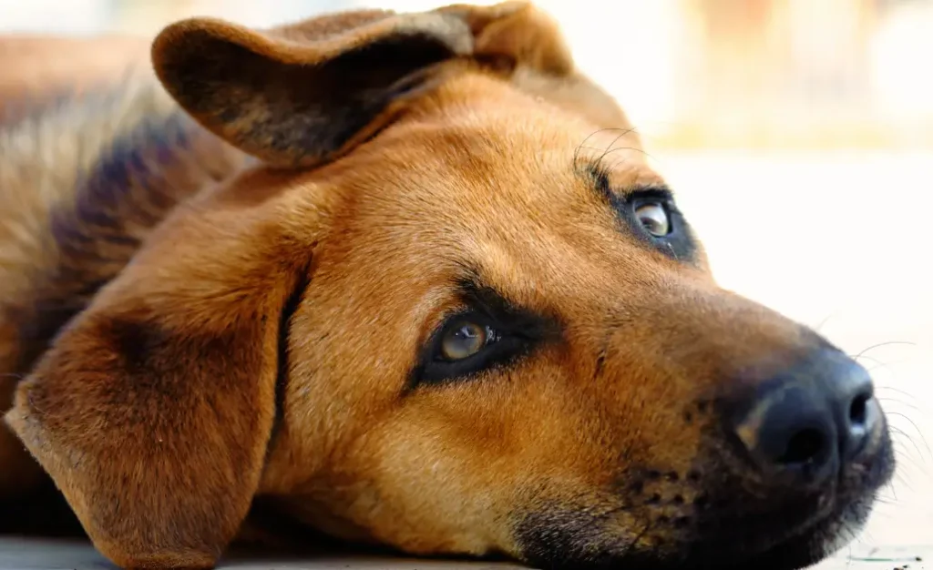 Onde a leishmaniose visceral canina mais avançou no Brasil e como proteger seu cachorro