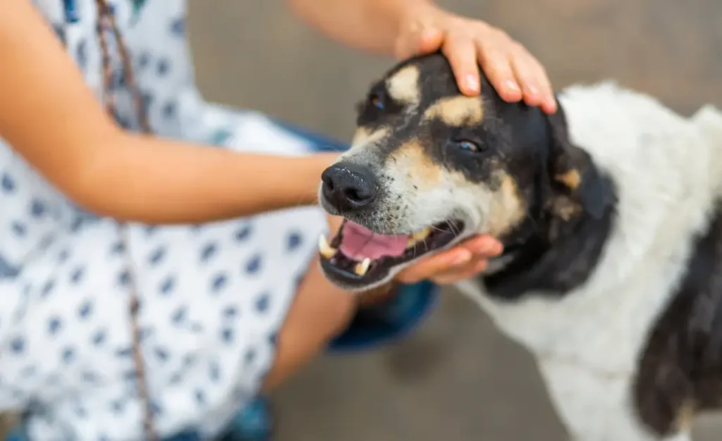 Onde a leishmaniose visceral canina mais avançou no Brasil e como proteger seu cachorro
