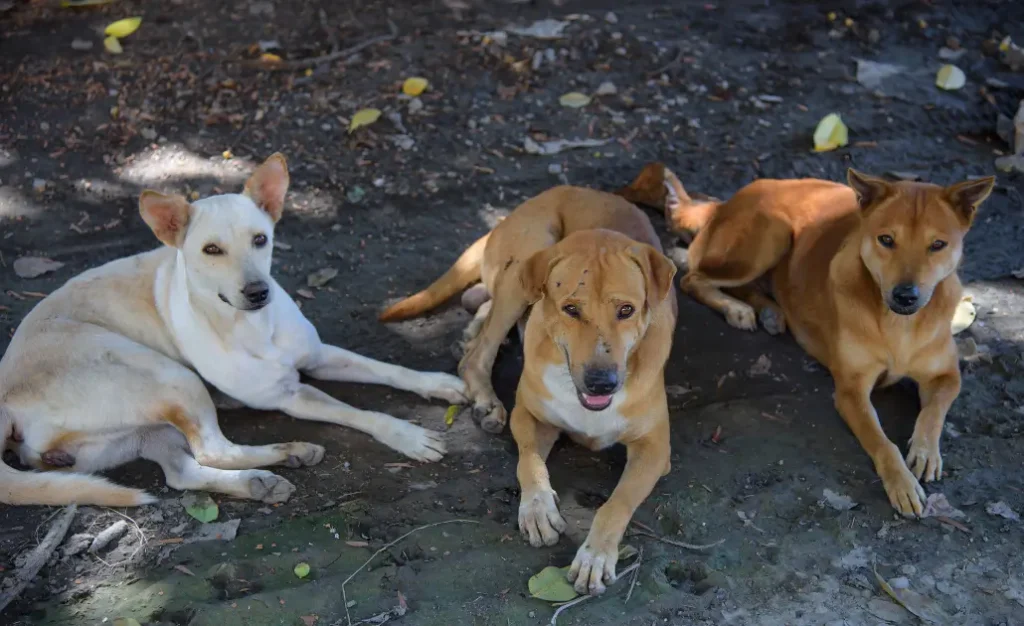 Onde a leishmaniose visceral canina mais avançou no Brasil e como proteger seu cachorro