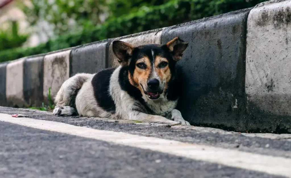 Onde a leishmaniose visceral canina mais avançou no Brasil e como proteger seu cachorro