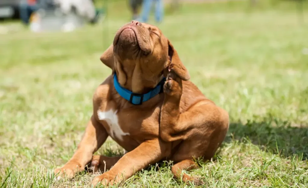 Seu cão pode estar infeliz por causa dos carrapatos e das pulgas