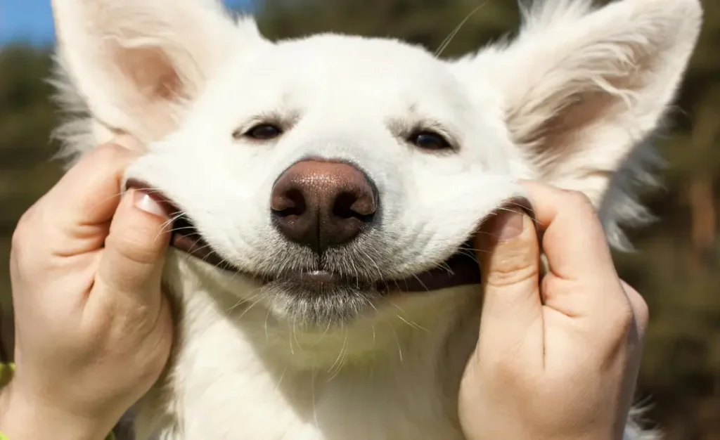 Seu cão pode estar infeliz por causa dos carrapatos e das pulgas