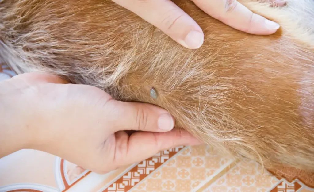 Seu cão pode estar infeliz por causa dos carrapatos e das pulgas