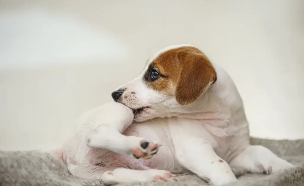 Seu cão pode estar infeliz por causa dos carrapatos e das pulgas