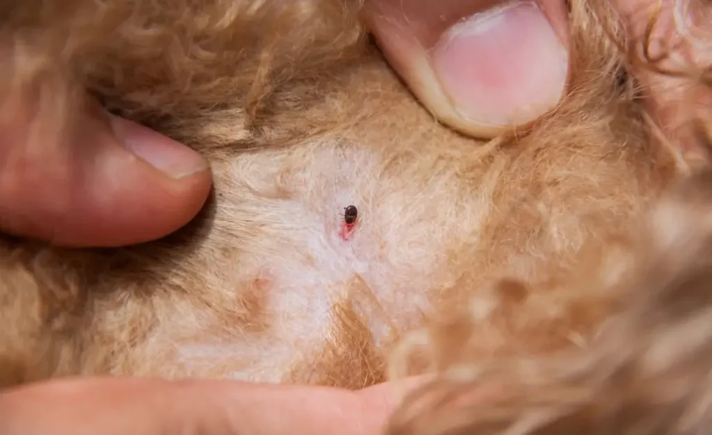 Seu cão pode estar infeliz por causa dos carrapatos e das pulgas