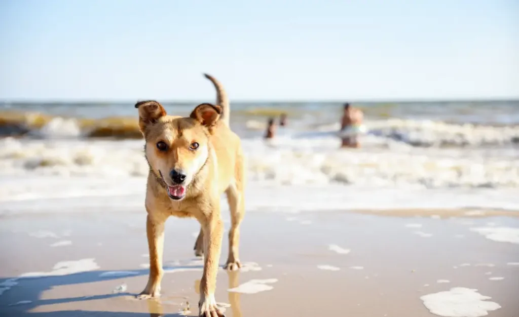 Cuidados com o cachorro na praia: como evitar a leishmaniose e o verme do coração Cuidados com o cachorro na praia: como evitar a leishmaniose e o verme do coração