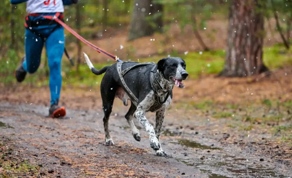 Guia de canicross para iniciantes: como correr com seu cachorro com segurança