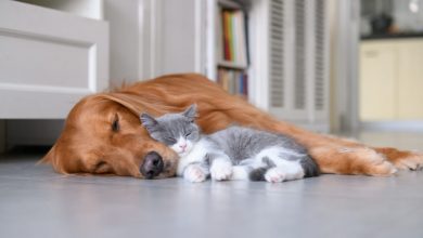 Photo of A Prevenção contra a Leishmaniose Visceral Canina