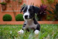 Photo of Leishmaniose Visceral Canina: O que é, prevenção e controle