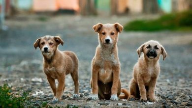 Photo of Saúde de Pereira Barreto alerta para aumento de casos de leishmaniose em cães