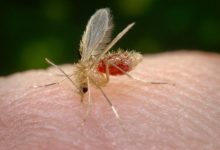 Photo of Como se parece o mosquito-palha? Aprenda a identificar e proteger seu cão