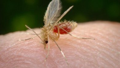 Photo of Como se parece o mosquito-palha? Aprenda a identificar e proteger seu cão