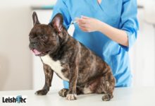 Photo of 10 Mitos e Verdades sobre a Leishmaniose Visceral Canina – Calazar