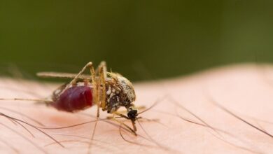 Photo of Mosquito-palha. Como combater e prevenir a picada deste inseto transmissor da Leishmaniose Visceral Canina?
