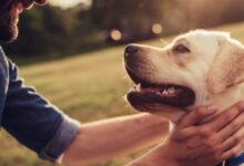 Photo of Essa “sarna” pode ser leishmaniose visceral canina? Fique atento aos sintomas na pele do seu cão