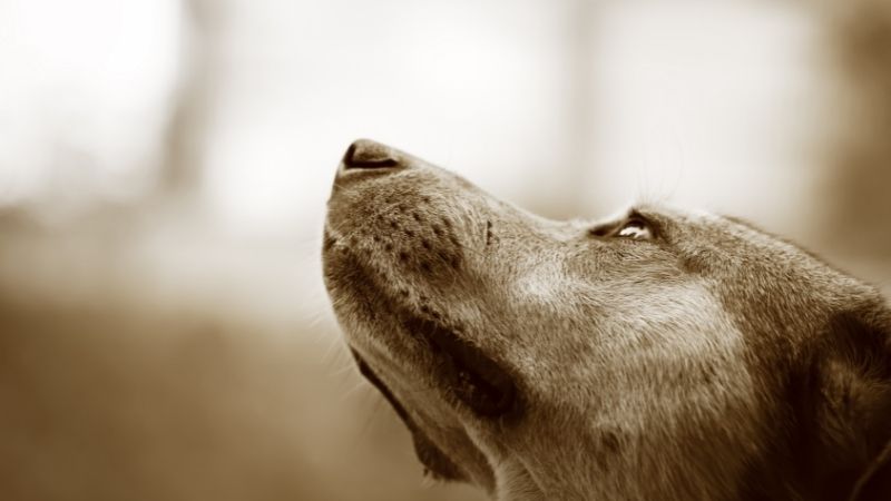 Você sabe o que é Leishmaniose Visceral Canina?