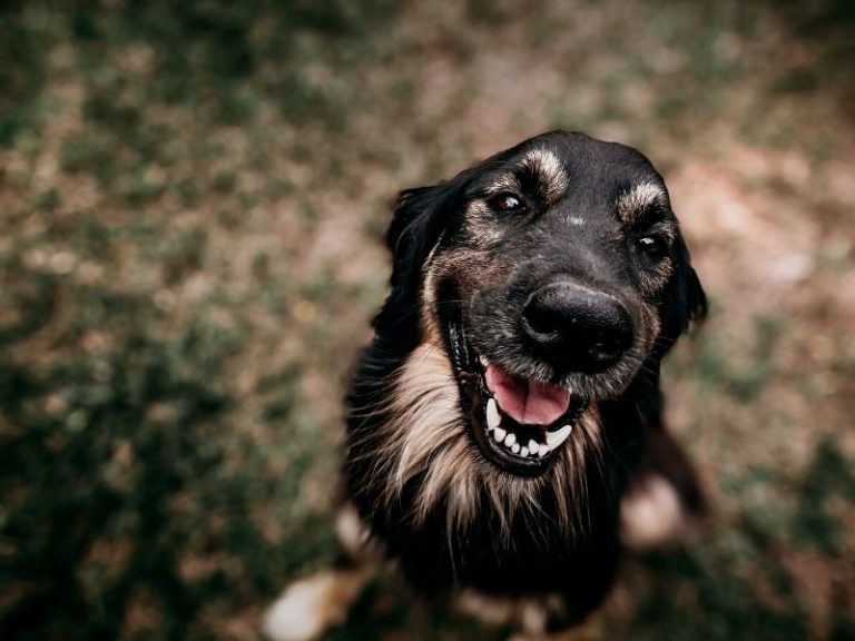 Posso pegar Calazar do meu cachorro? (2022)