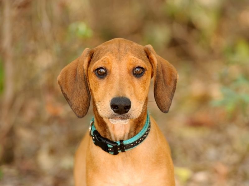 Diagnóstico e Tratamento da Leishmaniose Visceral Canina