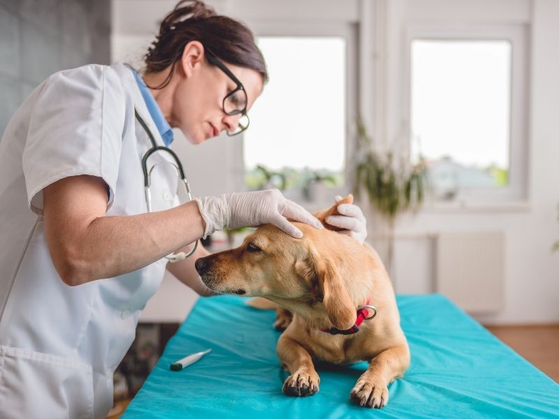 Diagnóstico e Tratamento da Leishmaniose Visceral Canina