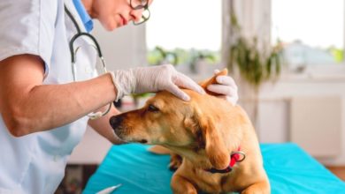 Photo of Diagnóstico e Tratamento da Leishmaniose Visceral Canina