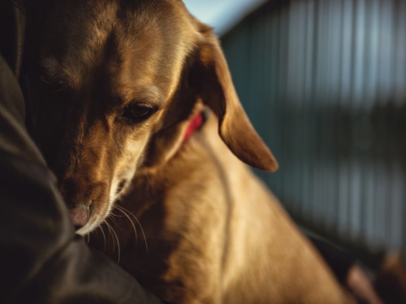 Calazar em Cachorro. Quais são os sintomas mais comuns da Leishmaniose Canina?