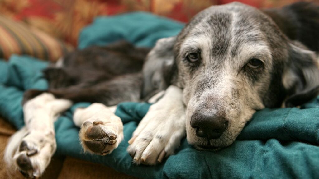 Leishmaniose Visceral Canina: As principais dúvidas dos leitores do blog