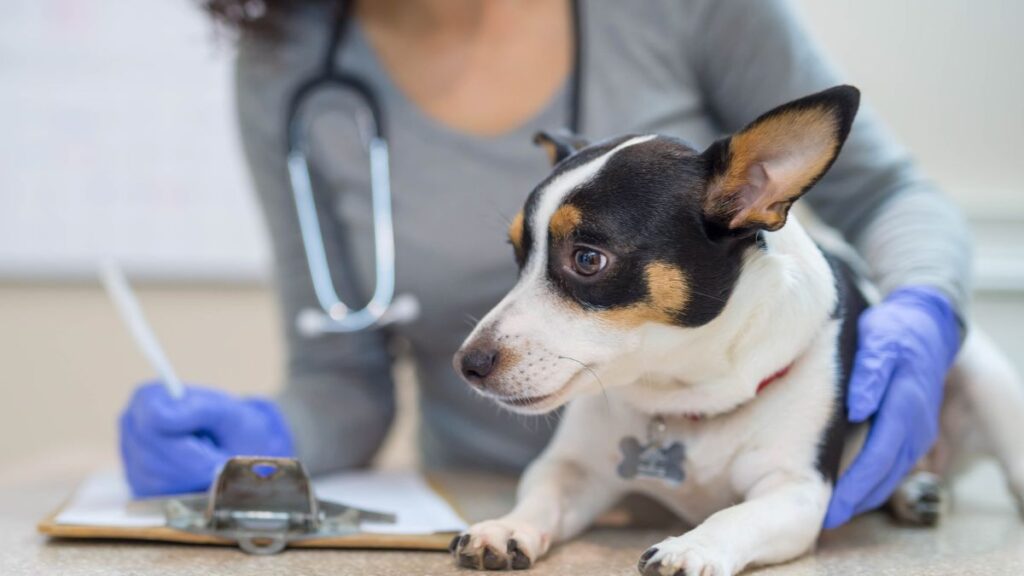Leishmaniose Canina: Conheça, previna e trate essa doença