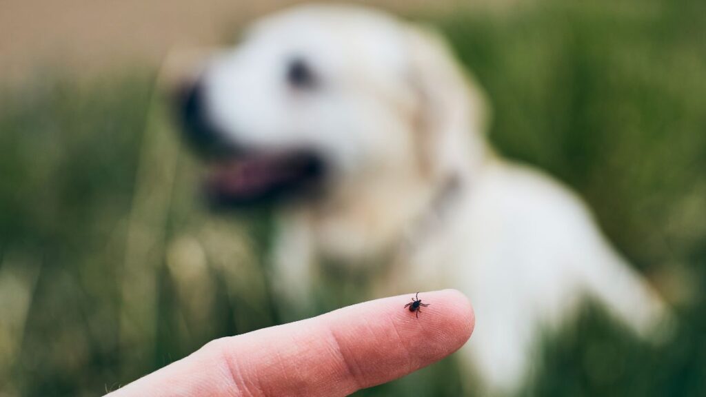 Febre Maculosa: Conheça a doença e como proteger sua família e seu cão