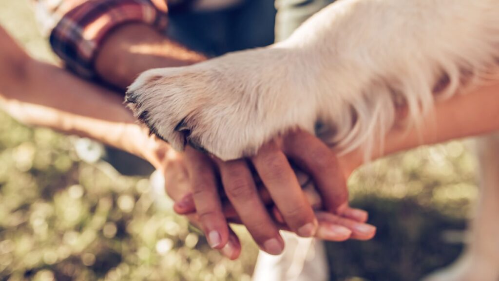 Leishmaniose canina: O Impacto Emocional nas Famílias e Como Lidar com a Doença