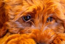 Photo of Leishmaniose canina: Consequências para o cachorro que adquire a doença