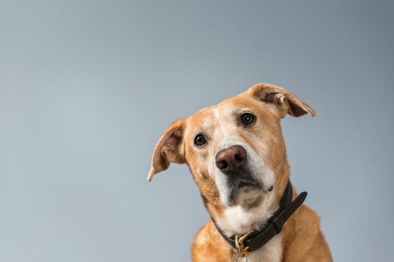 Leishmaniose canina: Consequências para o cachorro que adquire a doença