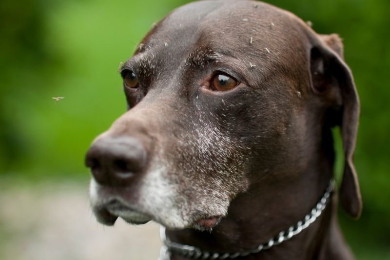 Leishmaniose canina: O que acontece com o cachorro infectado?
