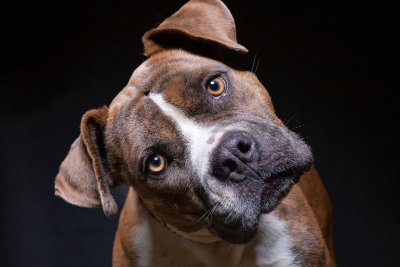 Leishmaniose canina: O que acontece com o cachorro infectado?