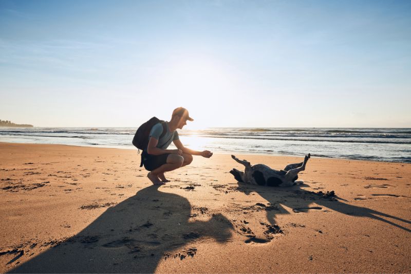 Cuidados com o cachorro na praia: Prevenção da Leishmaniose Canina e Dirofilariose