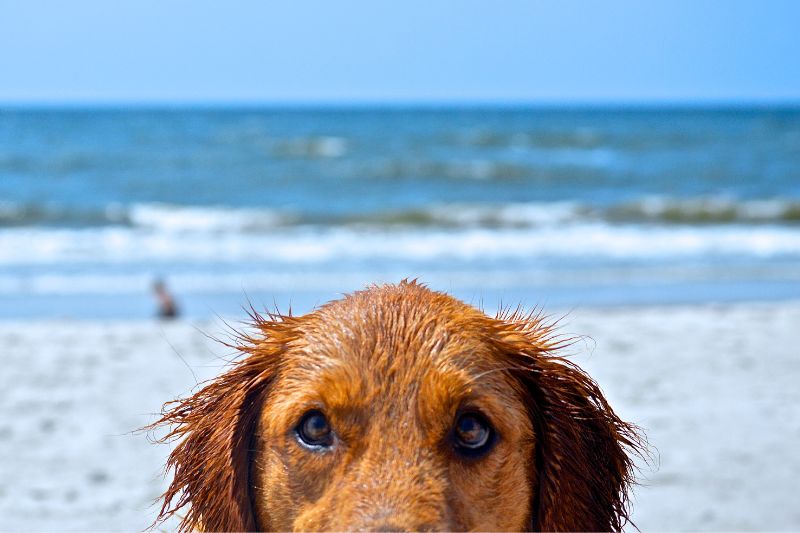 Cuidados com o cachorro na praia: Prevenção da Leishmaniose Canina e Dirofilariose