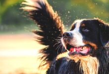 Photo of Cuidados com o cachorro na praia: Prevenção da Leishmaniose Canina e Dirofilariose