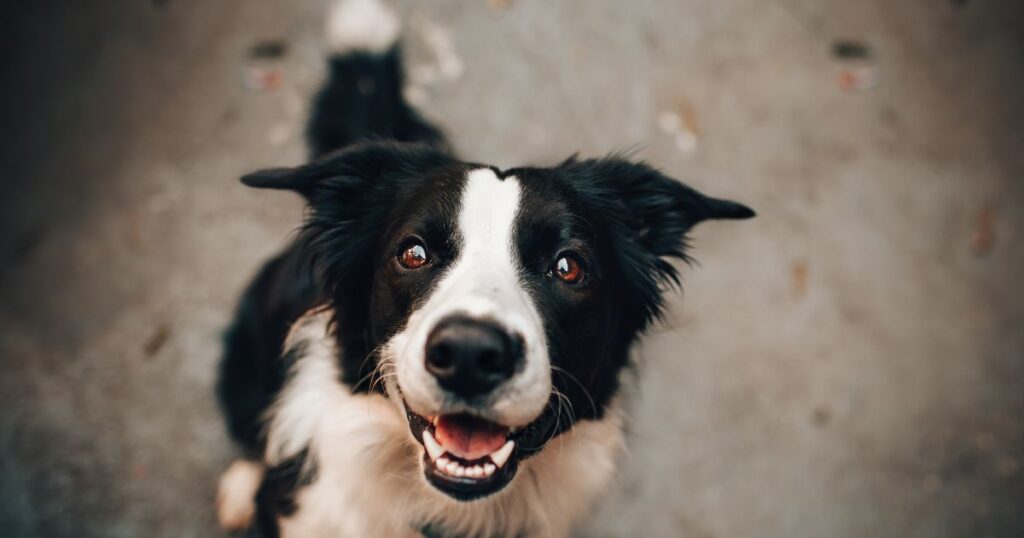 Leishmaniose Canina: Porque você precisa saber sobre isso urgente!