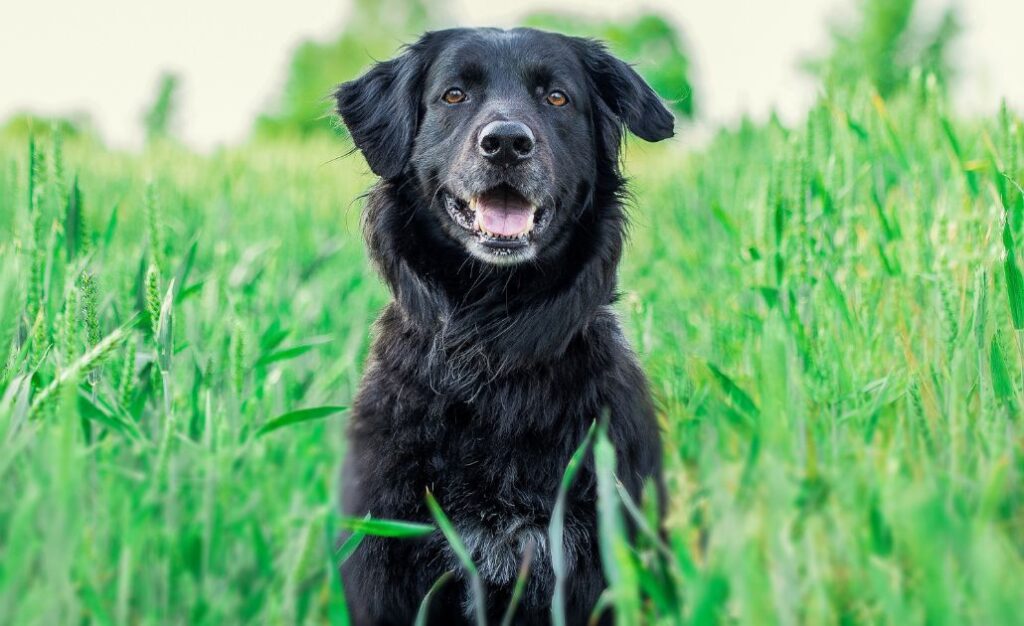 A Leishmaniose Canina é uma doença parasitária grave que afeta cães e pode ser transmitida para humanos. 