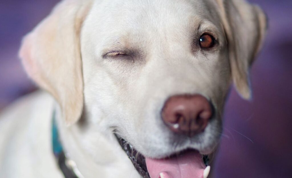 Leishmaniose canina: o que é e como prevenir e tratar?