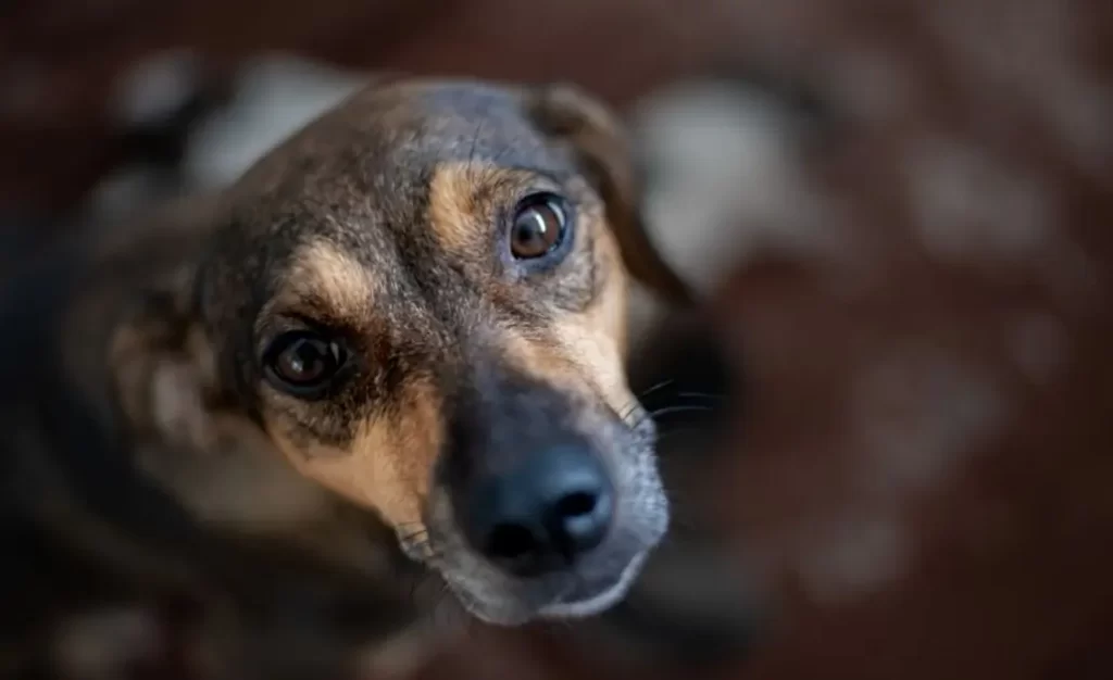 Descamações (Caspa) e Feridas na Pele do Cachorro: O que Pode Causar Isso?