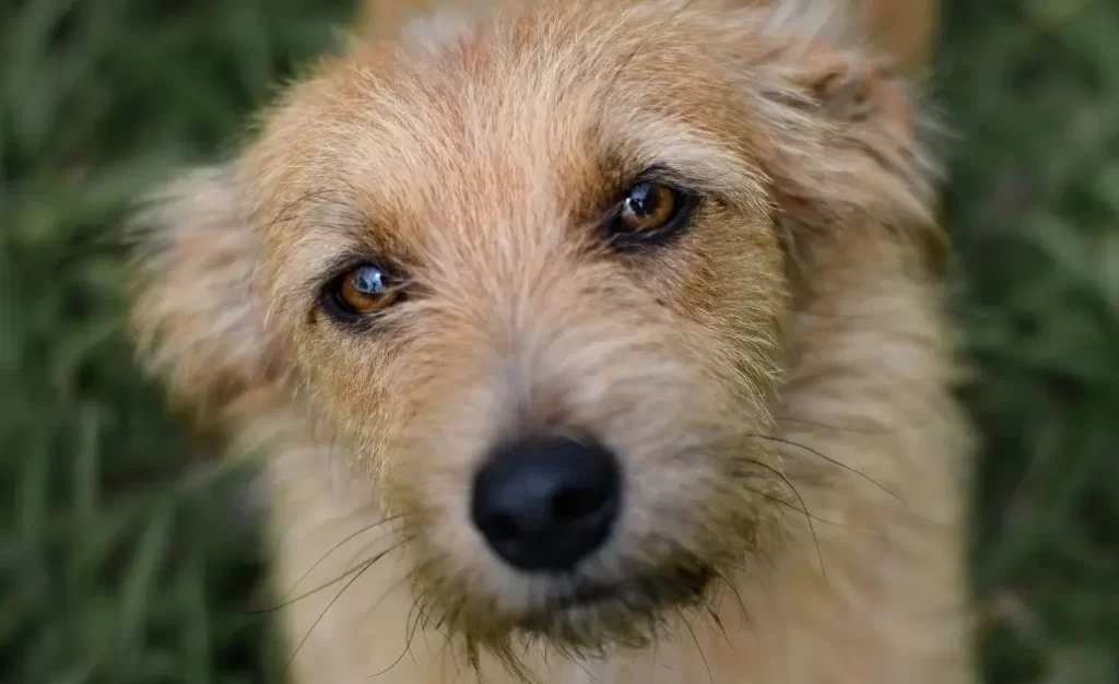 Descamações (Caspa) e Feridas na Pele do Cachorro: O que Pode Causar Isso?