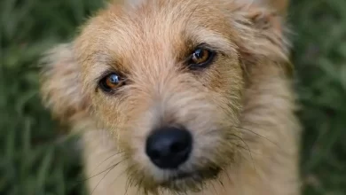 Photo of Descamações (Caspa) e Feridas na Pele do Cachorro: O que Pode Causar Isso?