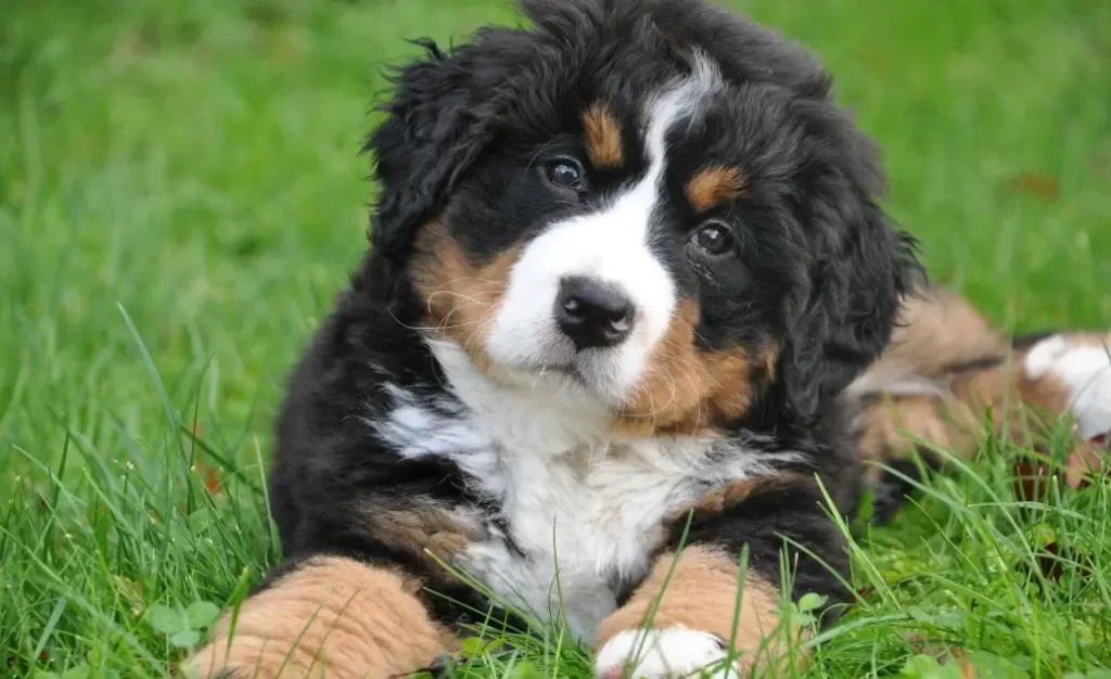 Como Proteger meu Cachorro Contra a Leishmaniose Canina