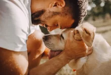 Photo of Tudo sobre Leishmaniose em Cães