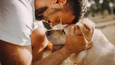 Photo of Tudo sobre Leishmaniose em Cães