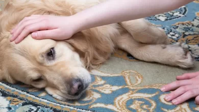 Photo of Leishmaniose canina: os estágios da doença e os cuidados para evitar a leishmaniose canina