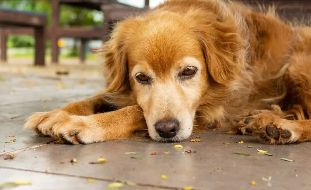 leishmaniose em cachorro e leishmaniose canina